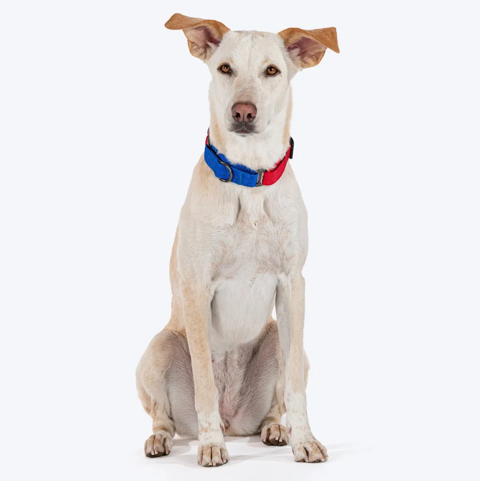 HUFT Martingale Collar For Dog - Crimson Red & Cobalt Blue