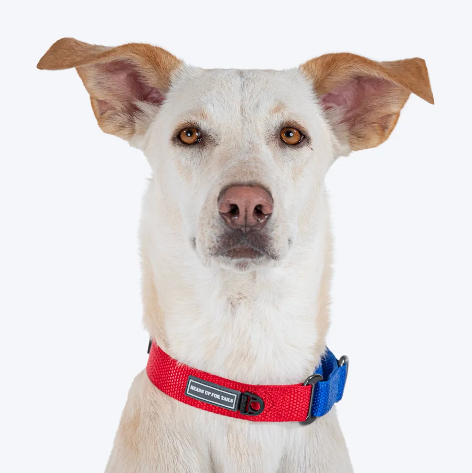 HUFT Martingale Collar For Dog - Crimson Red & Cobalt Blue
