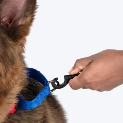 HUFT Martingale Collar For Dog - Crimson Red & Cobalt Blue