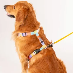 HUFT Nylon Chase the Rainbow Dog H Harness