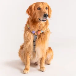 HUFT Nylon Chase the Rainbow Dog H Harness