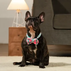 HUFT Pawsome Blossom Bow Tie With Collar For Dog - Green & Pink