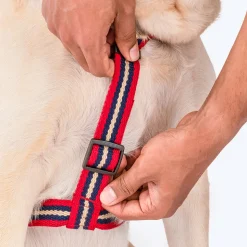 HUFT Retro Vibes Dog H-Harness - Maroon & Navy