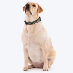 HUFT Vintage Dog Collar - Navy Blue & Green