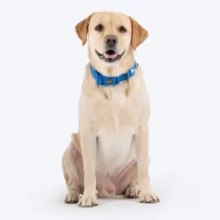 HUFT Xplorers Collar For Dog - Blue