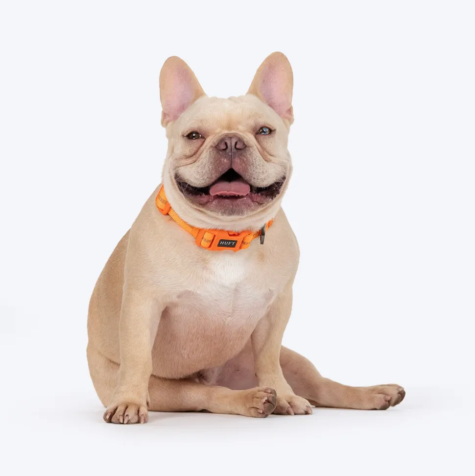 HUFT Xplorers Collar For Dog - Orange