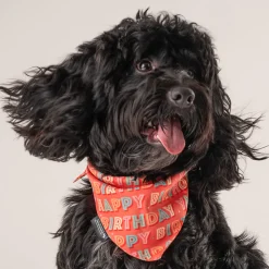 HUFT Yay Happy Birthday Knot Dog Bandana