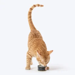 Meowsi Chicken Breast in Broth Wet Cat Food Can 80g