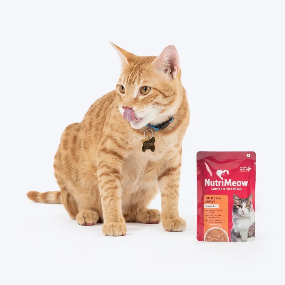 NutriMeow Adult Cat Food Trial Pack of 4 (80 gm each)