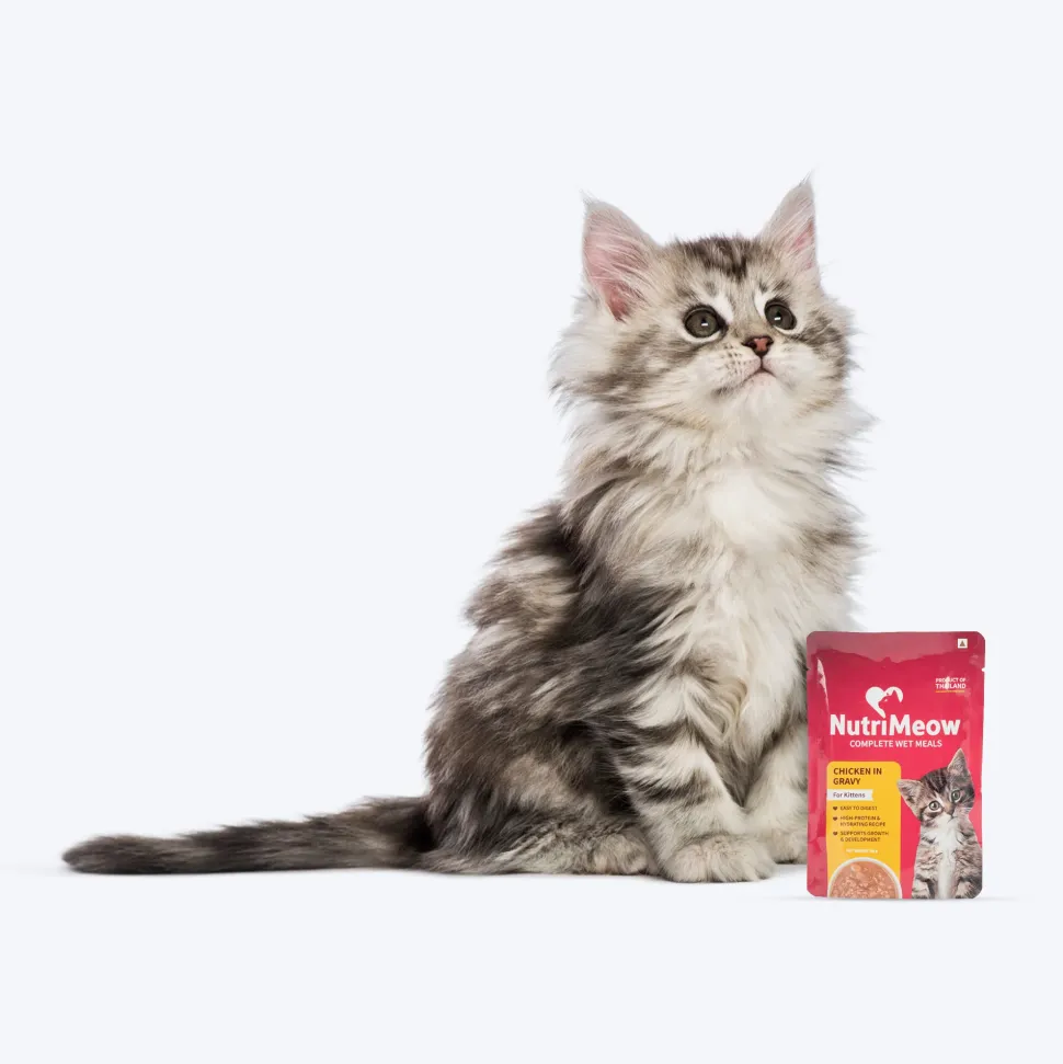 NutriMeow Chicken in Gravy Wet Food For Kitten - 80 gm