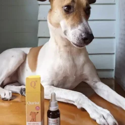 Qurist CBD Oil For Medium Dog (10-25 kg) - 900 mg - 30 ml