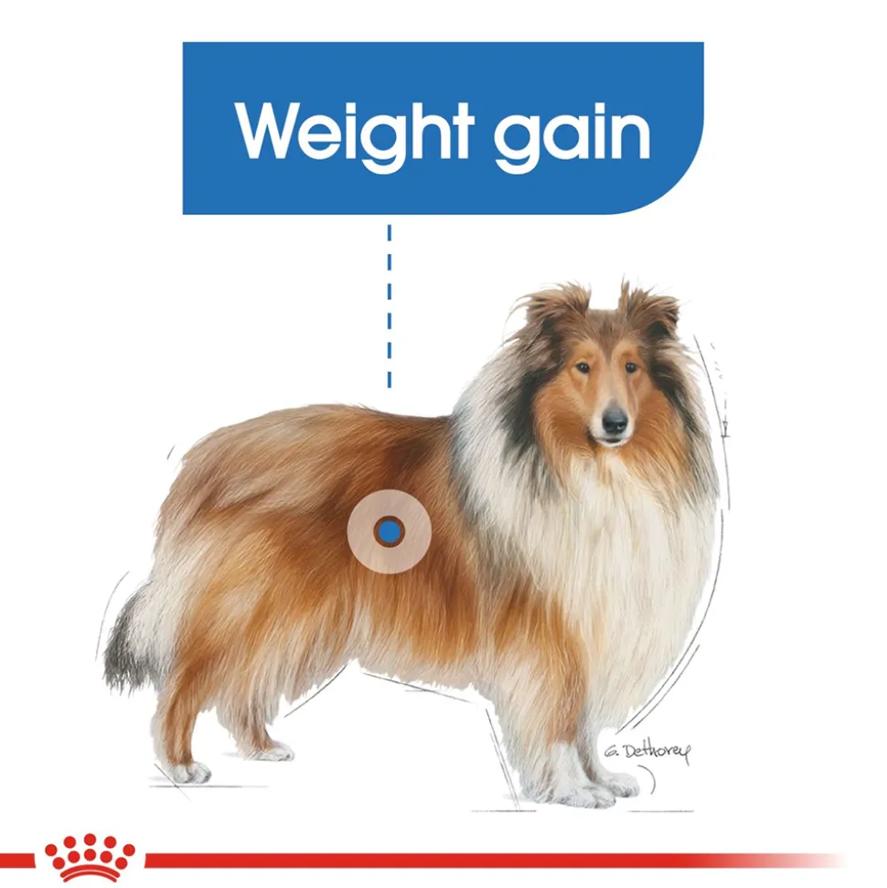 Royal Canin Light Weight Care Maxi Breed Dog Food - 3 Kg