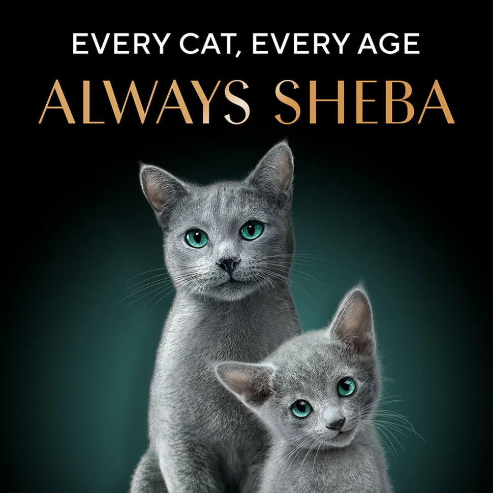 Sheba Deluxe Premium (1+ Years) Tuna Fillets in Jelly Adult Wet Cat Food - 85 g - Pack