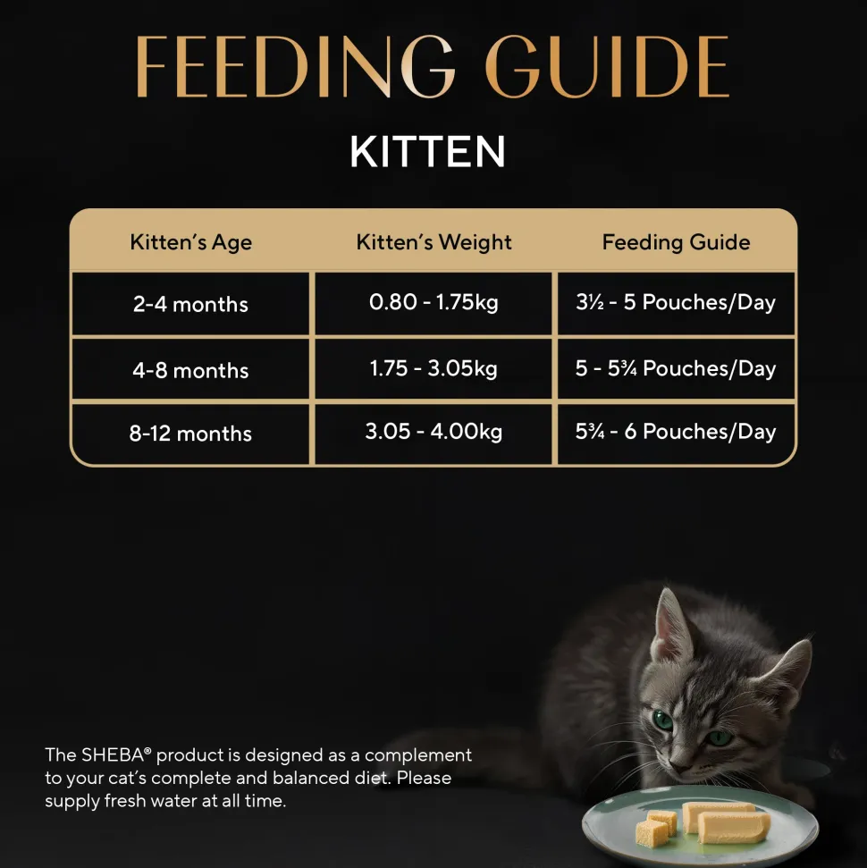 Sheba Maguro Pate Wet Food For Kitten - 70 gm