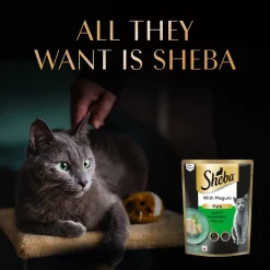 Sheba Maguro Pate Wet Food For Adult Cat - 70 gm