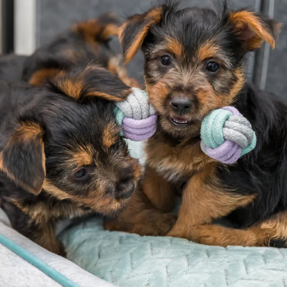Trixie Junior Dumbbell Rope Toy For Dog - 22 cm