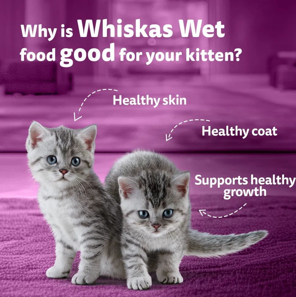 Whiskas Chicken With Salmon In Jelly Wet Food For Junior (2-12 Months) Kitten - 80 gm Pack