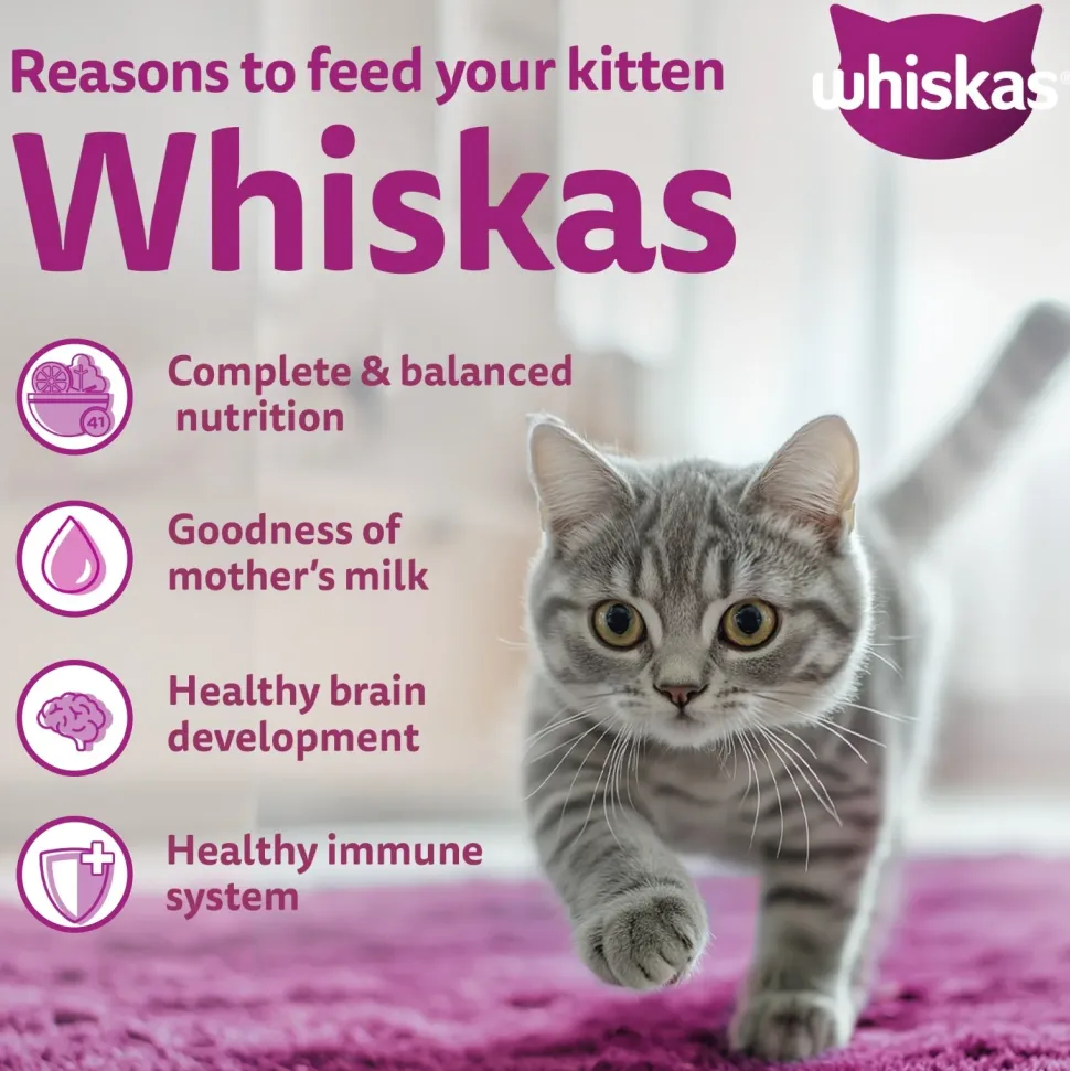 Whiskas Ocean Fish Dry Food For Kitten (2-12 Months)